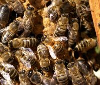 Naukowcy z UMCS opracowali lek dla pszczół (aktualizacja...