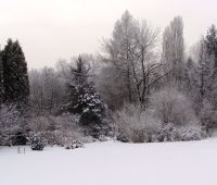 18 stycznia: Ogród w okowach zimy