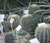Wystawa Kaktusów i innych Sukulentów