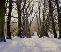 Zima w Ogrodzie