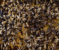 Spotkanie z naukowcami i pasjonatami pszczół  w CSK.