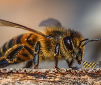 Projekt naukowy Bee Research
