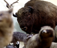 Muzeum Zoologiczne UMCS kończy 75 lat - wideo