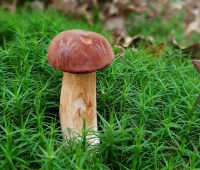 Lecznicze właściwości grzybów - komentarz ekspercki