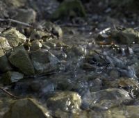 "Springs of the Lublin Region – an Underestimated...