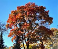 Dzień Drzewa w Ogrodzie Botanicznym