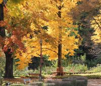 Październik w Ogrodzie