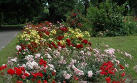 Ogród Botaniczny - Rosarium -