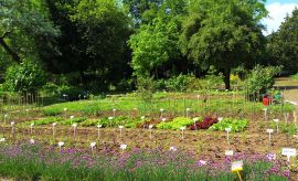 Ogród Botaniczny - Dział Roślin Użytkowych