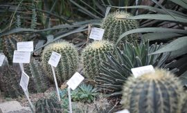 Wystawa kaktusów i innych sukulentów