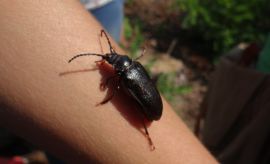 Warsztaty Entomologiczne: „Niesamowity świat owadów”
