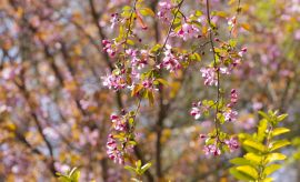 Wiosna w Ogrodzie Botanicznym UMCS