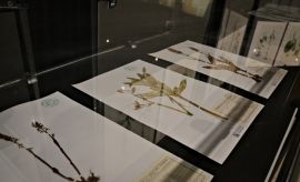 Wystawa "Kolekcje botaniczne Wydziału Biologii i...