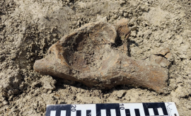 New Mammoth Discovery Analysed at our Institute