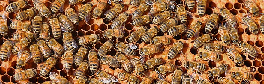 Pszczoły i dzikie zapylacze