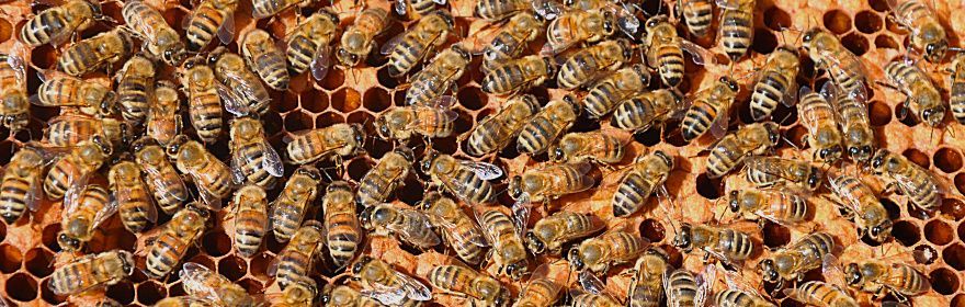 Honeybees and wild pollinators
