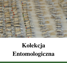 Kolekcja Entomologiczna