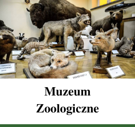 Muzeum Zoologiczne
