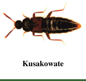 Kusakowate