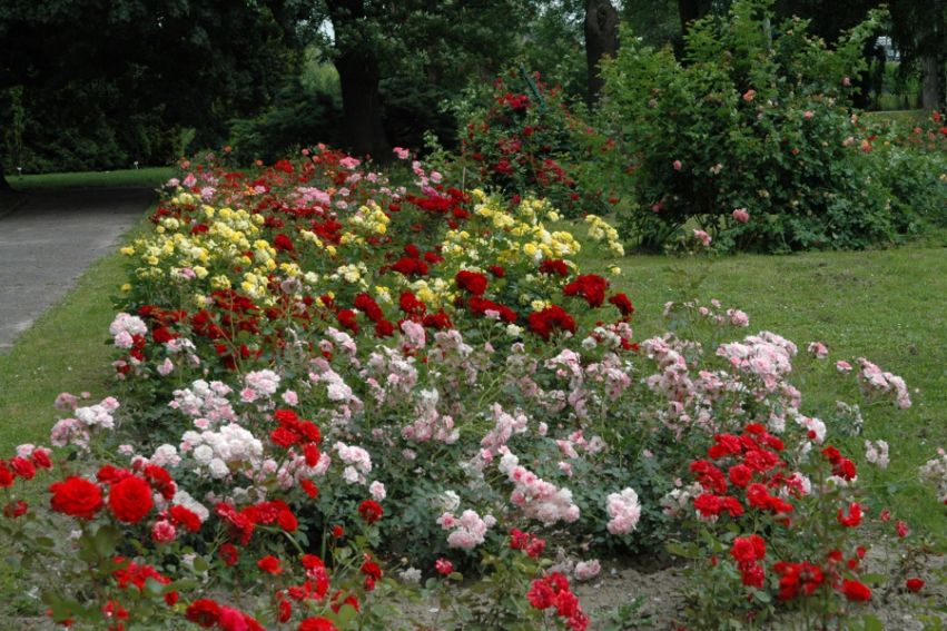 Ogród Botaniczny -