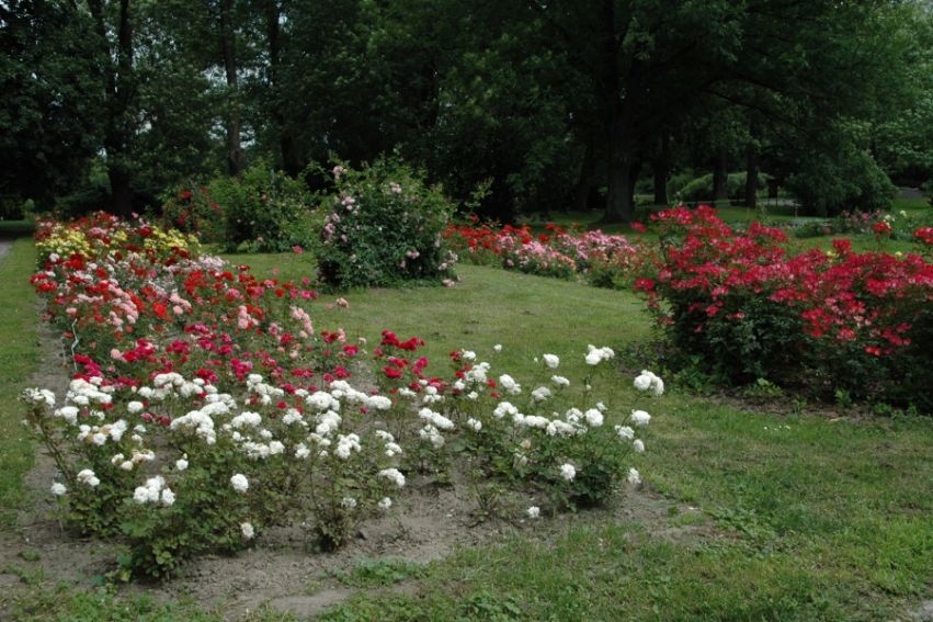 Ogrod Botaniczny -