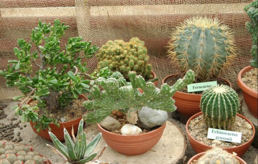 Wystawa kaktusów i innych sukulentów