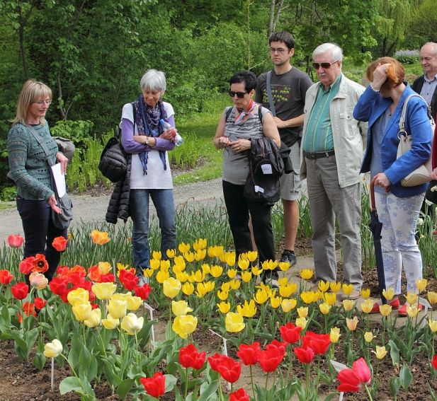 Ogród Botaniczny - tulipany 27 kwietnia 2014 r.