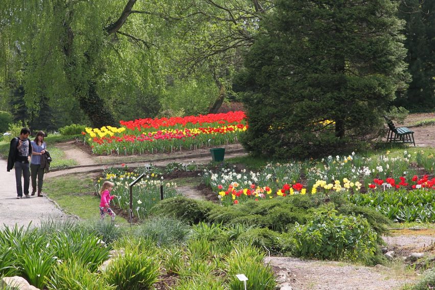 Ogród Botaniczny - tulipany 27 kwietnia 2014 r.