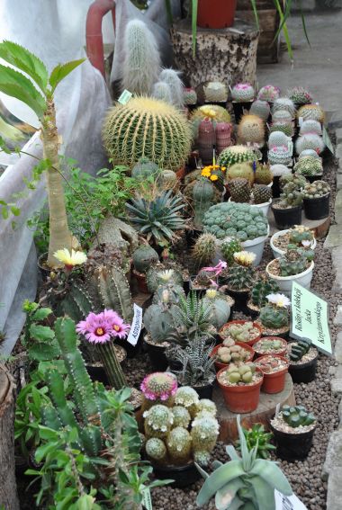 Wystawa kaktusów i innych sukulentów (2014)