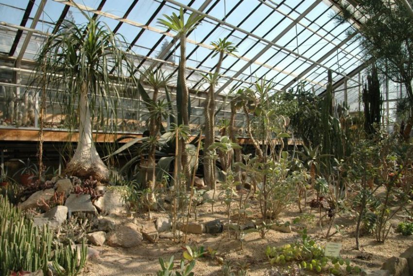 Ogród Botaniczny - Dział Roślin Tropikalnych i...