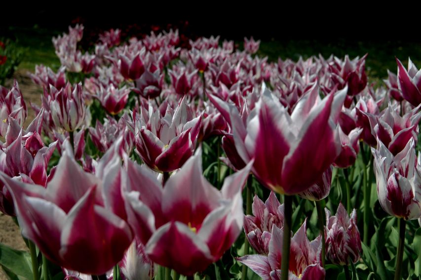 Ogród Botaniczny - tulipany - 