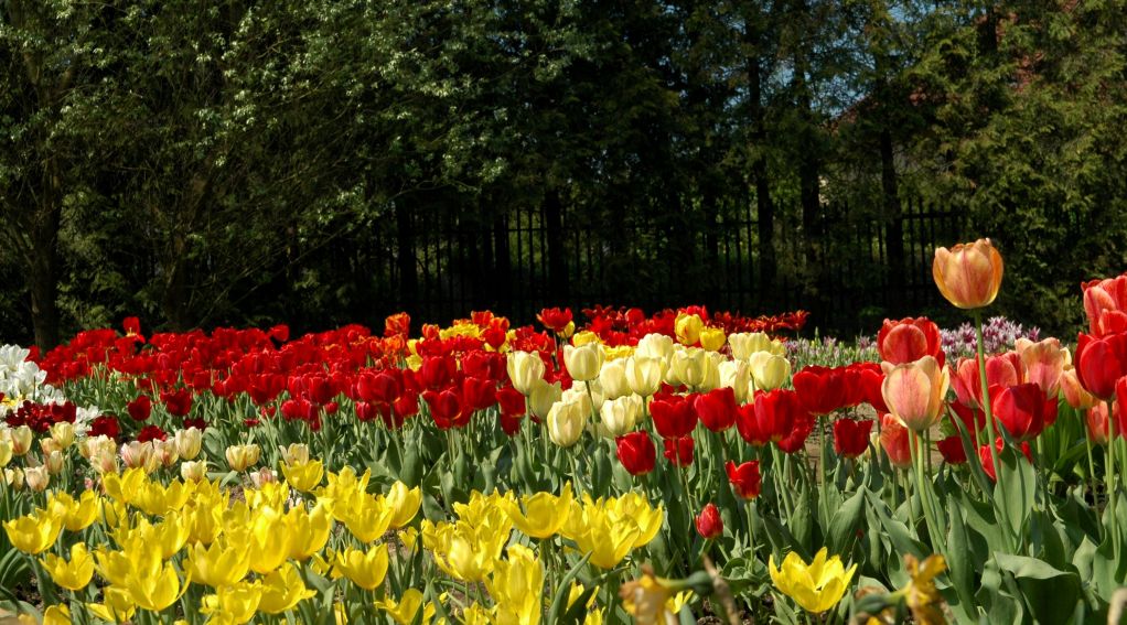 Ogród Botaniczny - tulipany - 