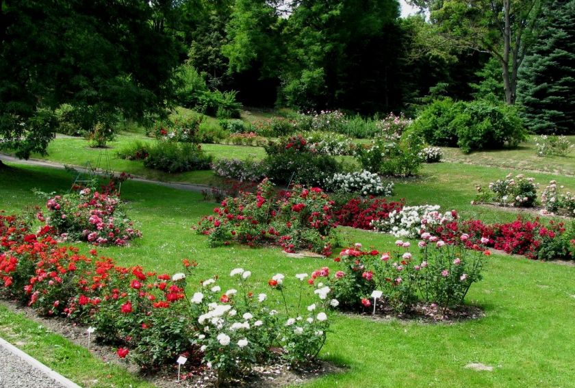 Ogród Botaniczny - Rosarium -