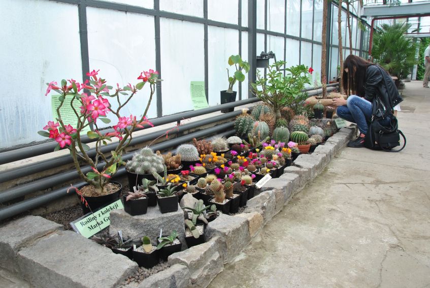 Wystawa kaktusów i innych sukulentów - 2015