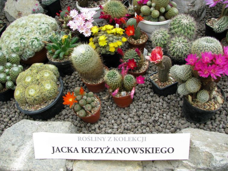 Wystawa Kaktusów i innych Sukulentów - 2016