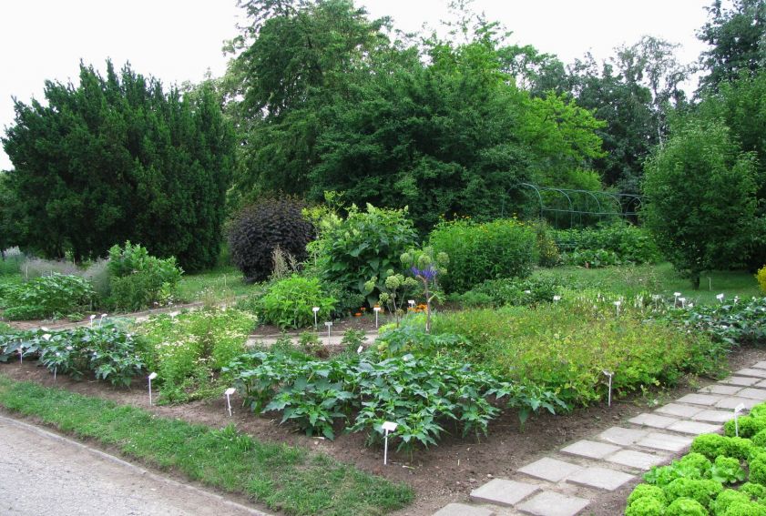 Ogród Botaniczny - Dział Roślin Użytkowych