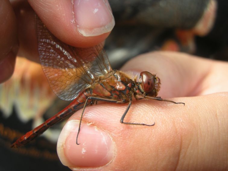 Warsztaty Entomologiczne „Świat owadów wokół Nas”