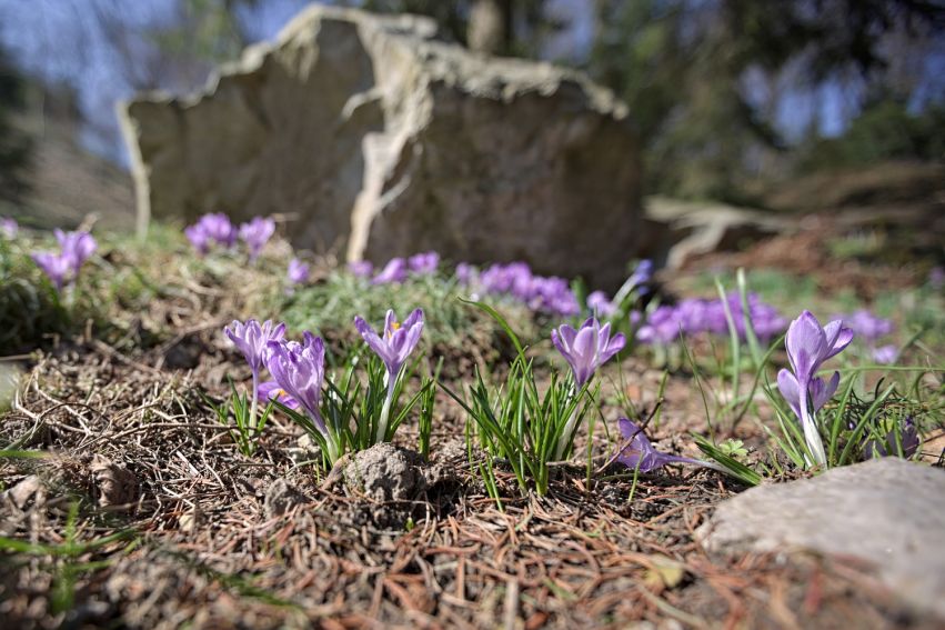 Pierwsze oznaki wiosny w Ogrodzie Botanicznym