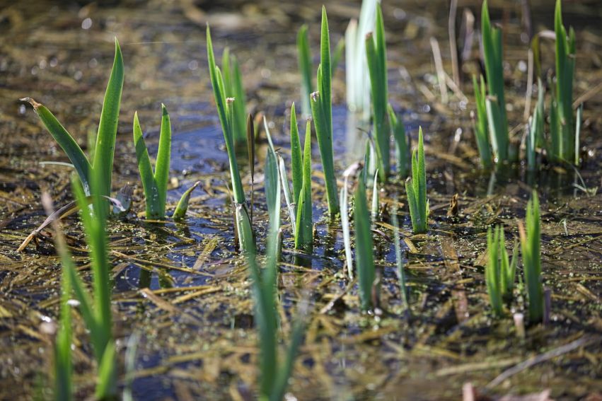 Pierwsze oznaki wiosny w Ogrodzie Botanicznym