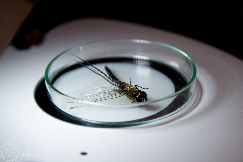 Warsztaty Entomologiczne: ”Niesamowity świat owadów”