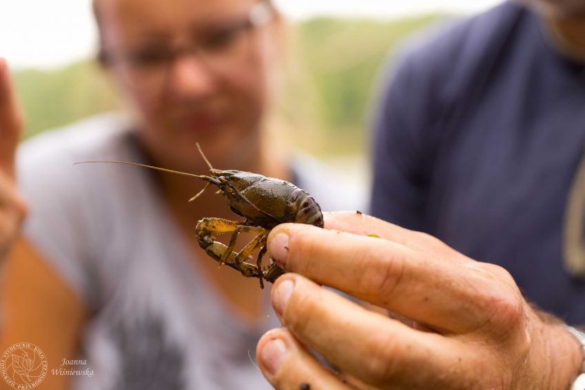 Warsztaty Entomologiczne: ”Niesamowity świat owadów”