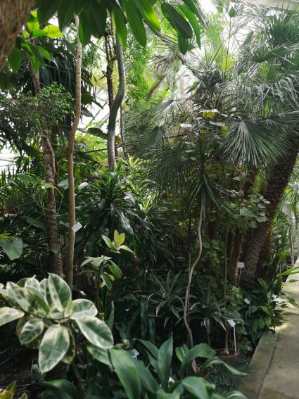 Dział Roślin Tropikalnych i Subtropikalnych