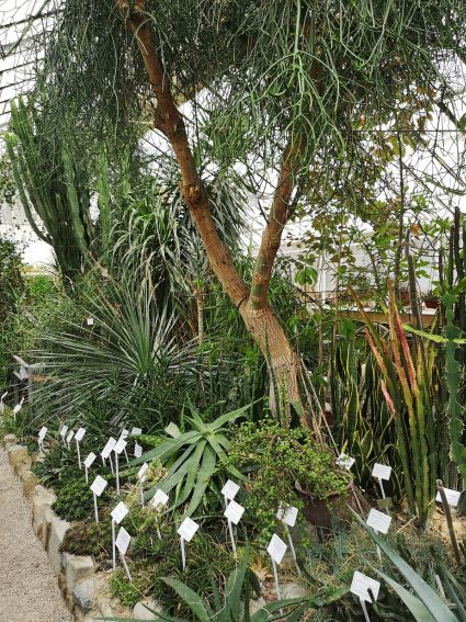 Dział Roślin Tropikalnych i Subtropikalnych