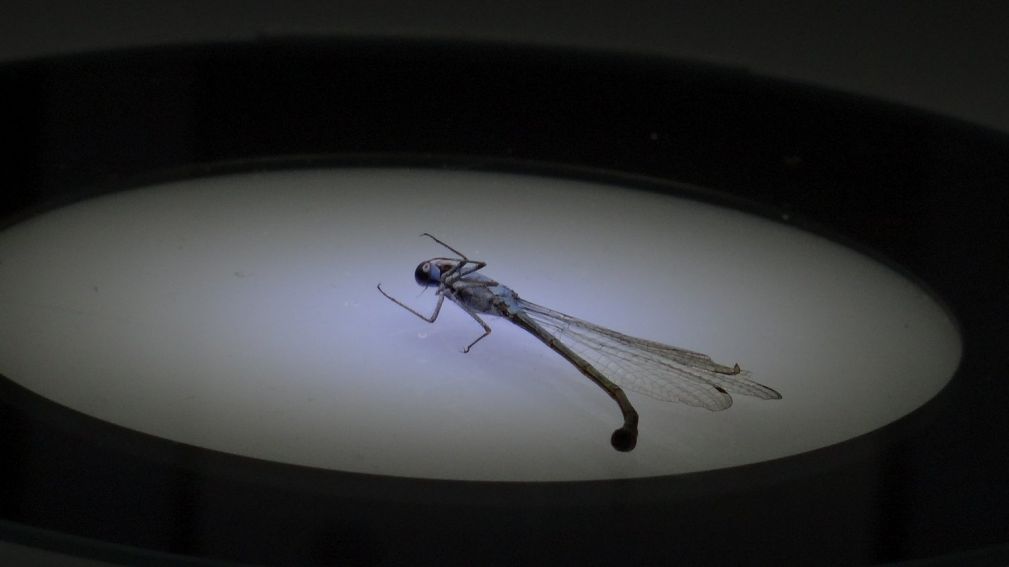 Warsztaty Entomologiczne: „Niesamowity świat owadów”