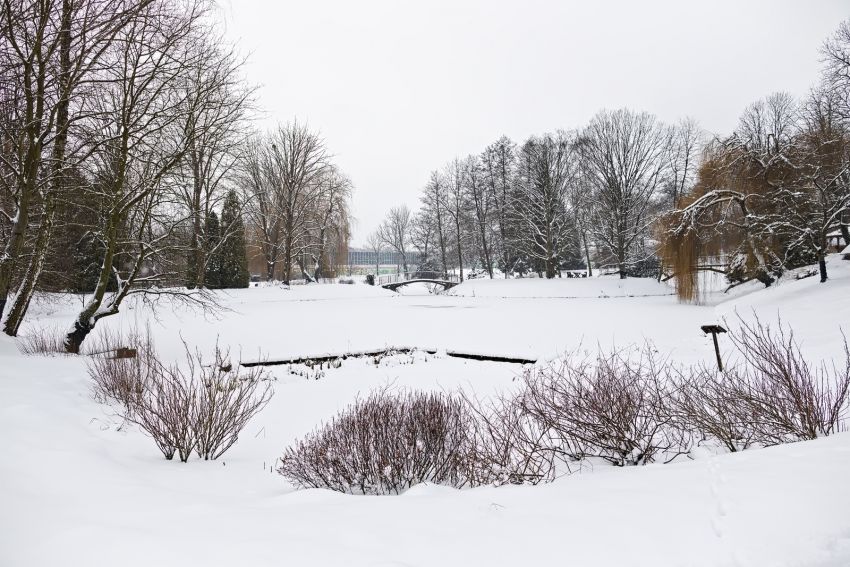 Zima w Ogrodzie Botanicznym UMCS