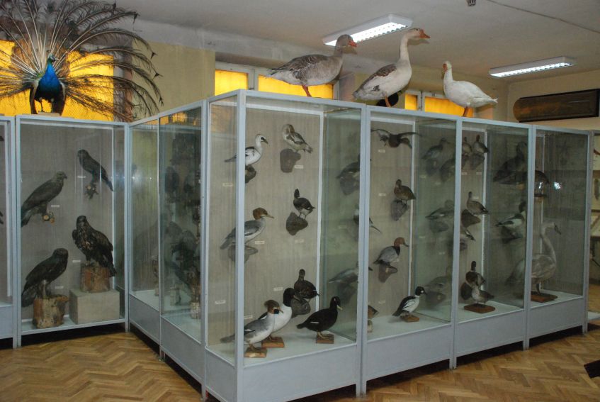 Muzeum Zoologiczne w 2009