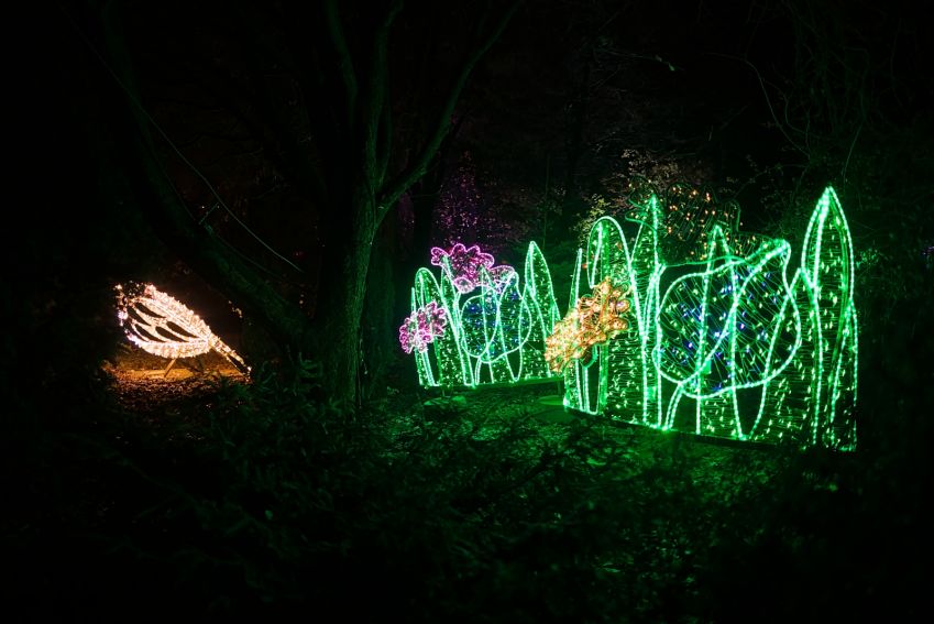 Otwarcie Parku Iluminacji w Ogrodzie Botanicznym UMCS