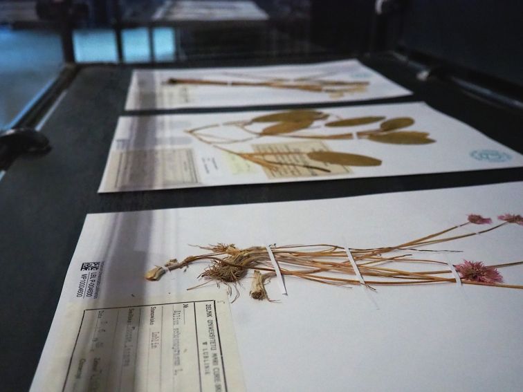 Wernisaż wystawy "Kolekcje botaniczne Wydziału...