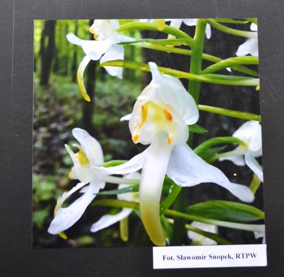 „W poszukiwaniu orchidei Michał Lin – zapomniany botanik”