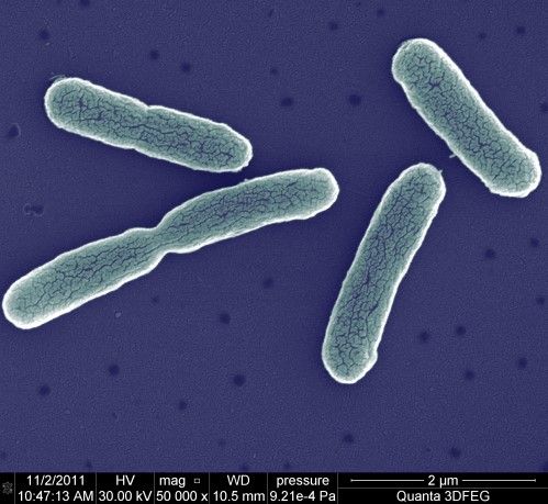 Zdjęcie mikroskopowe SEM bakterii E. Coli